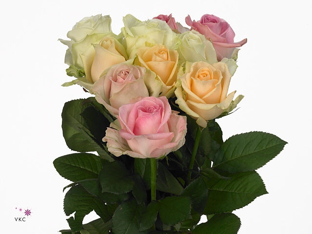 Bouquet of 10 long large -flowered Avalanche roses pastel mix