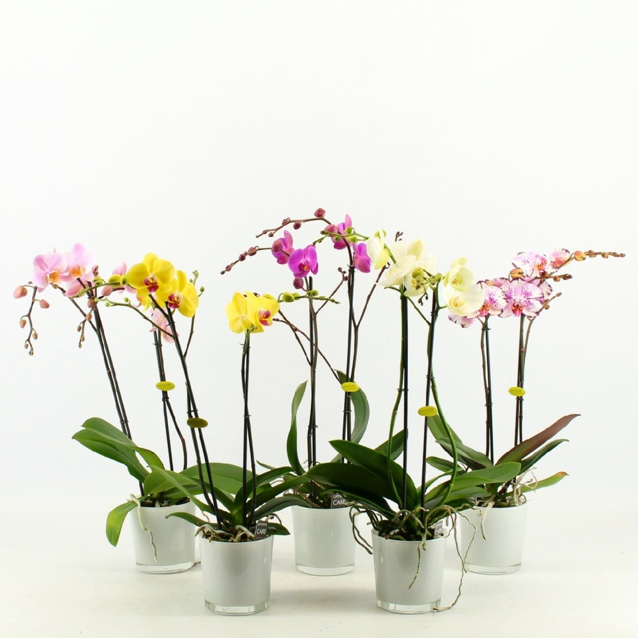 Phalaenopsis 2 Zweige in einem weißen Glasfleck