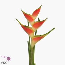 3 Heliconia bloemen