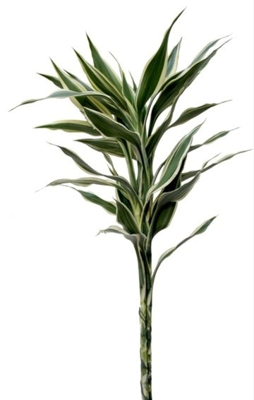 5 Dracaena Sanderiana