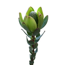 10 Leucadendron Safari Sunset