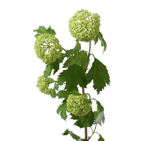 5 Viburnum Opulus (snowball) 3 - 4 cup