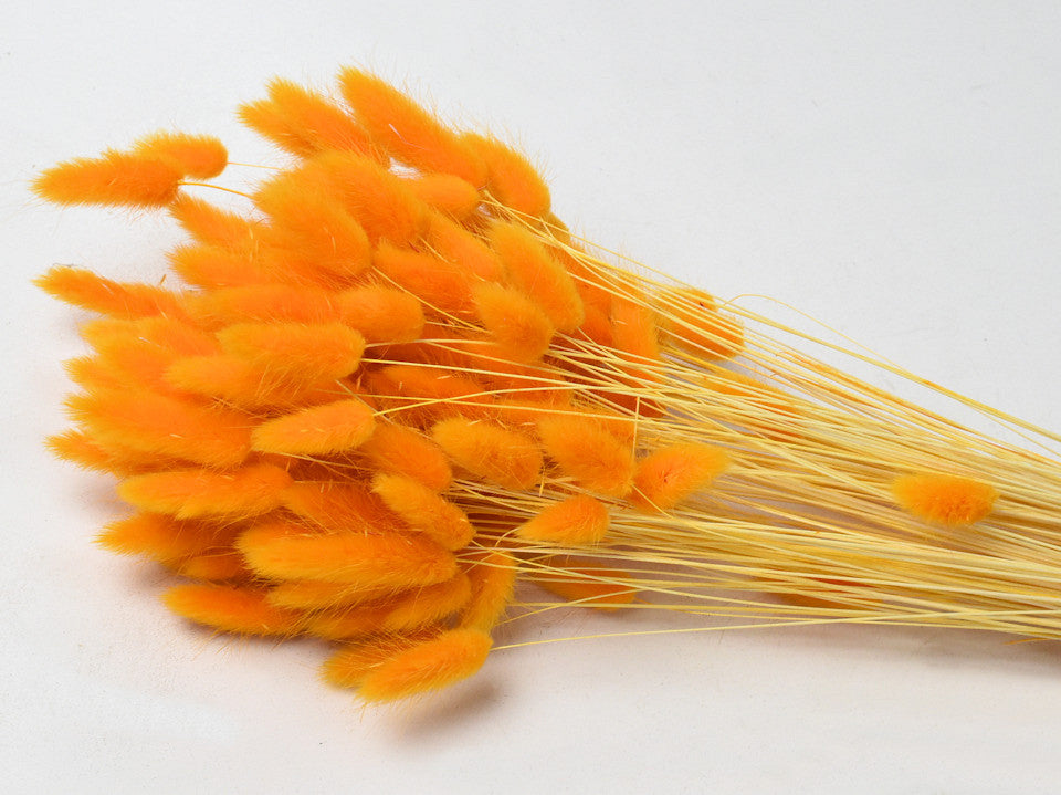 Lagurus Orange 65cm