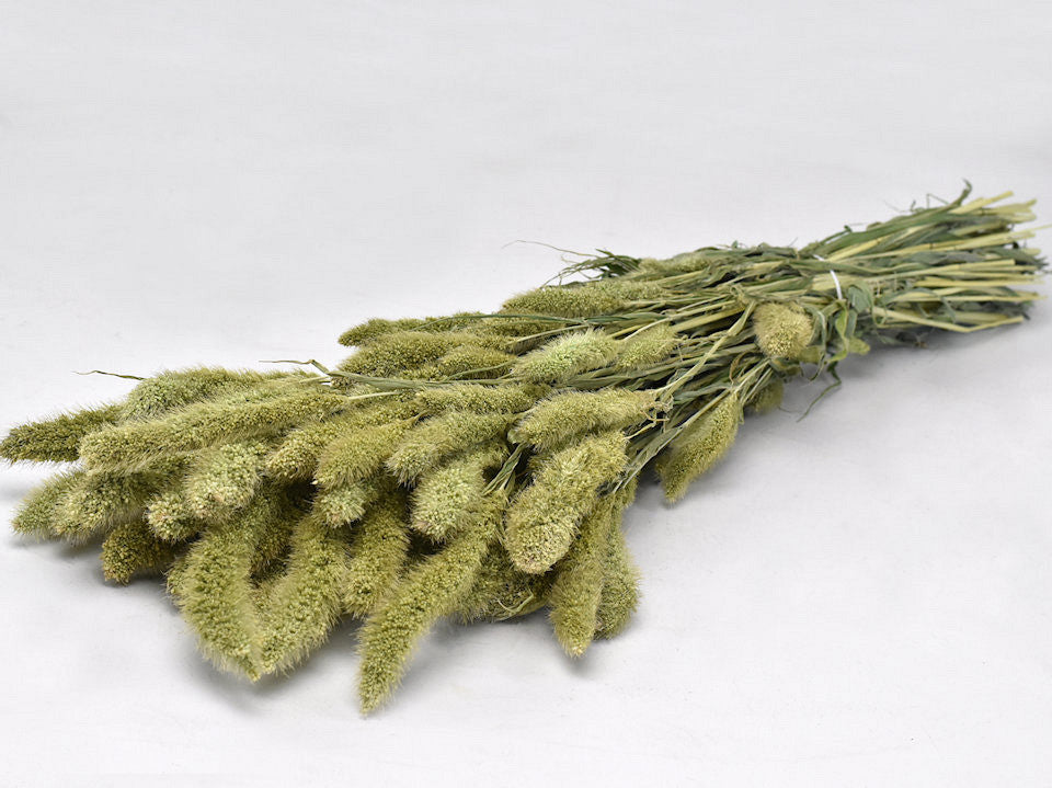 Dried setaria natural