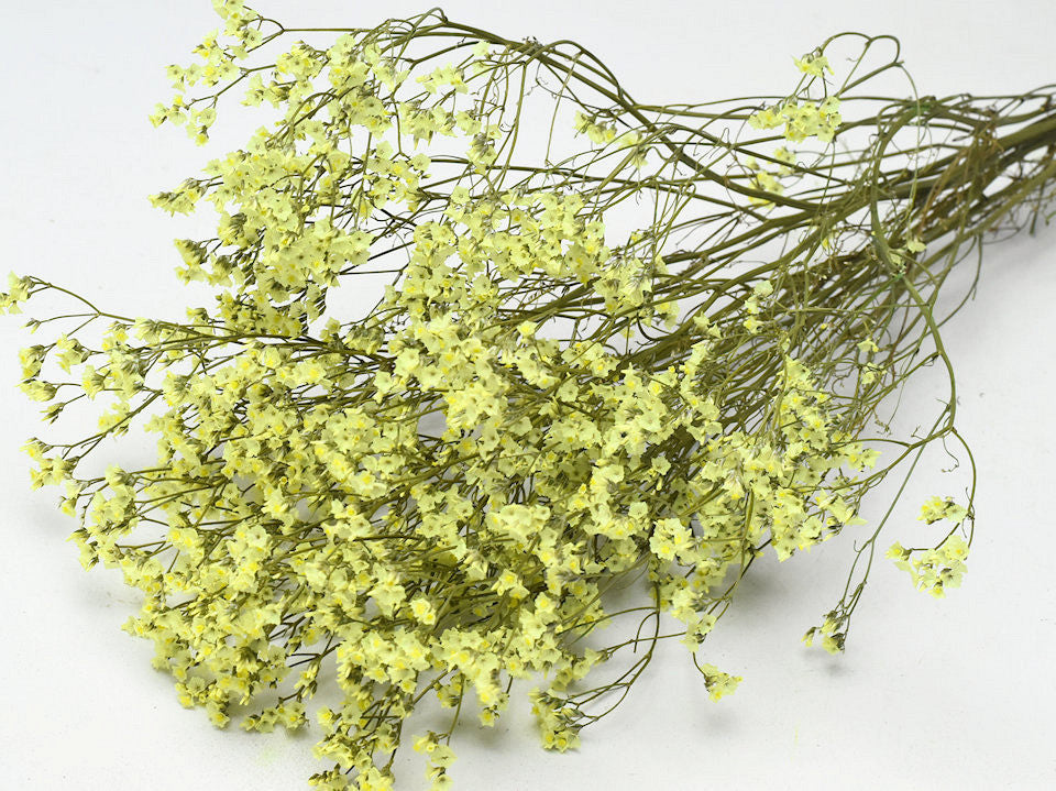 Limonium jaune 65 cm