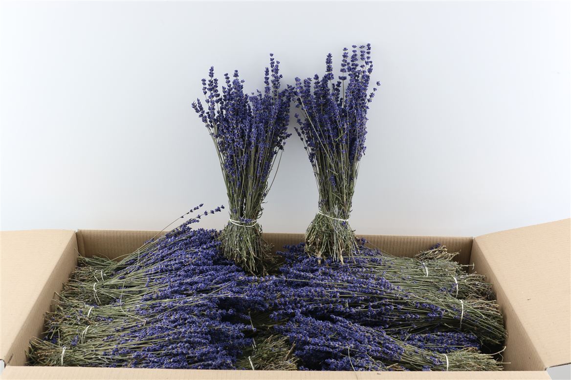 Gedroogde bos Lavendel Dark Blue