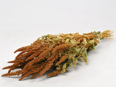 Gedroogde amaranthus – oranje