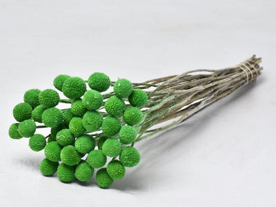 Gedroogde craspedia – groen