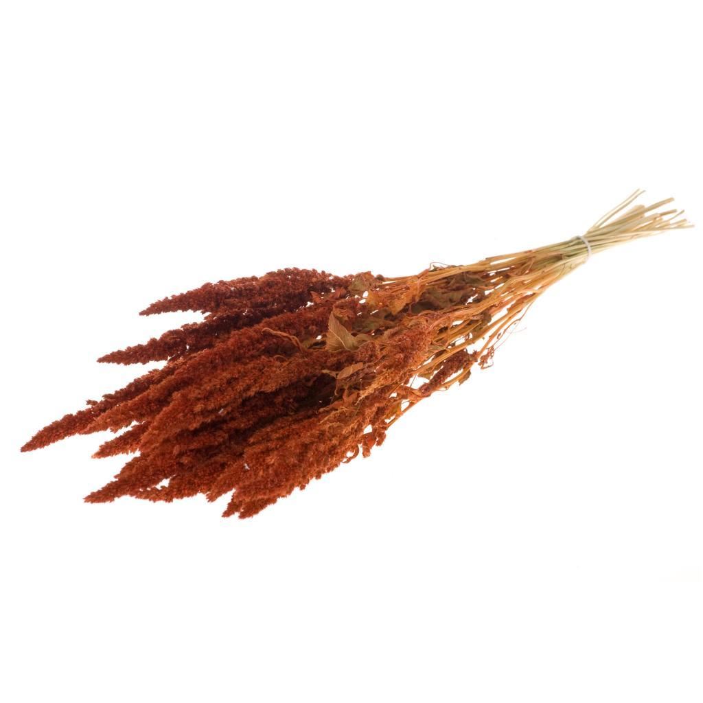 Amaranthus séché orange