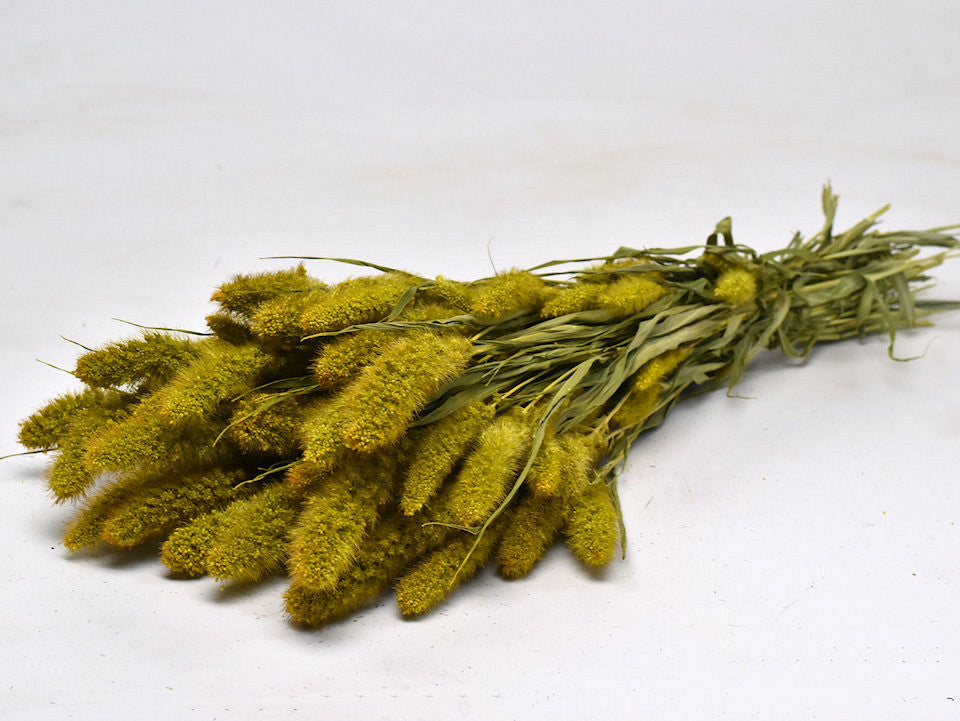 Gedroogde Setaria geel