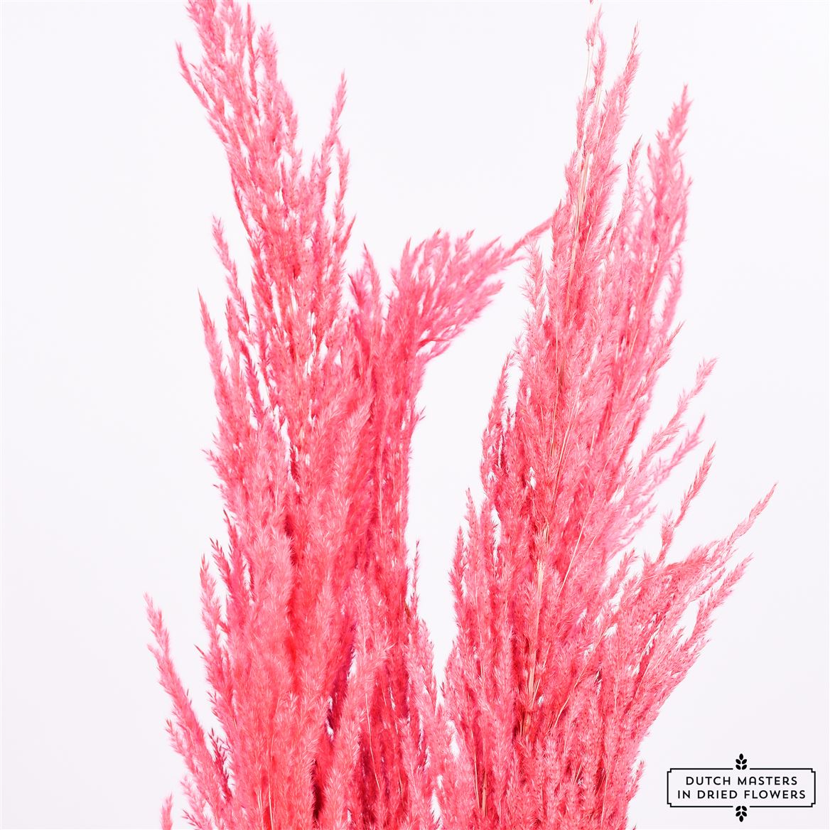 Pampasgras dried cerise