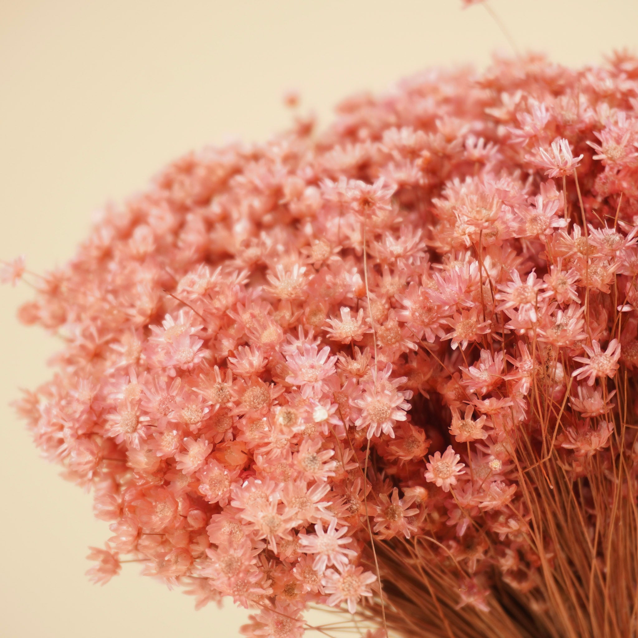 Getrocknete Marcela -rosa Blumen
