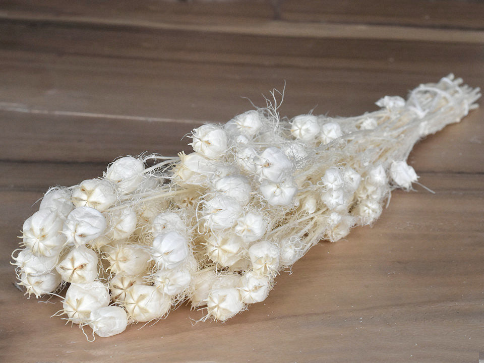 Nigella a blanchi 100gr.