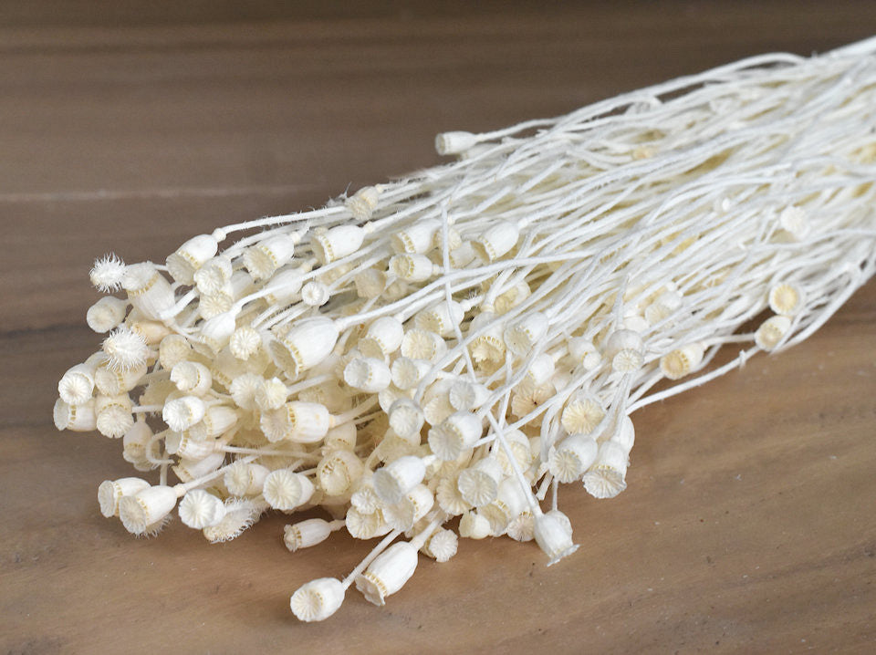 Mini Poppy bleichte 60 cm