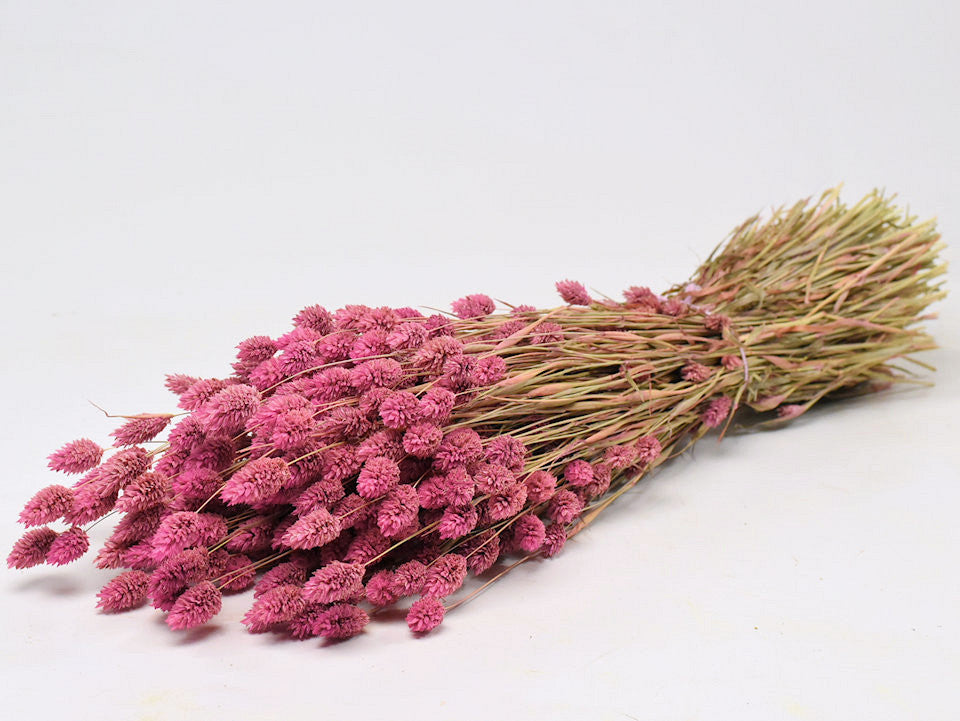 Phalaris Roze 70cm