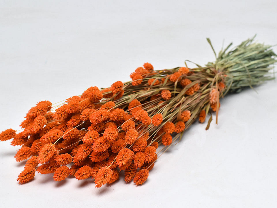 Phalaris Oranje 70 cm