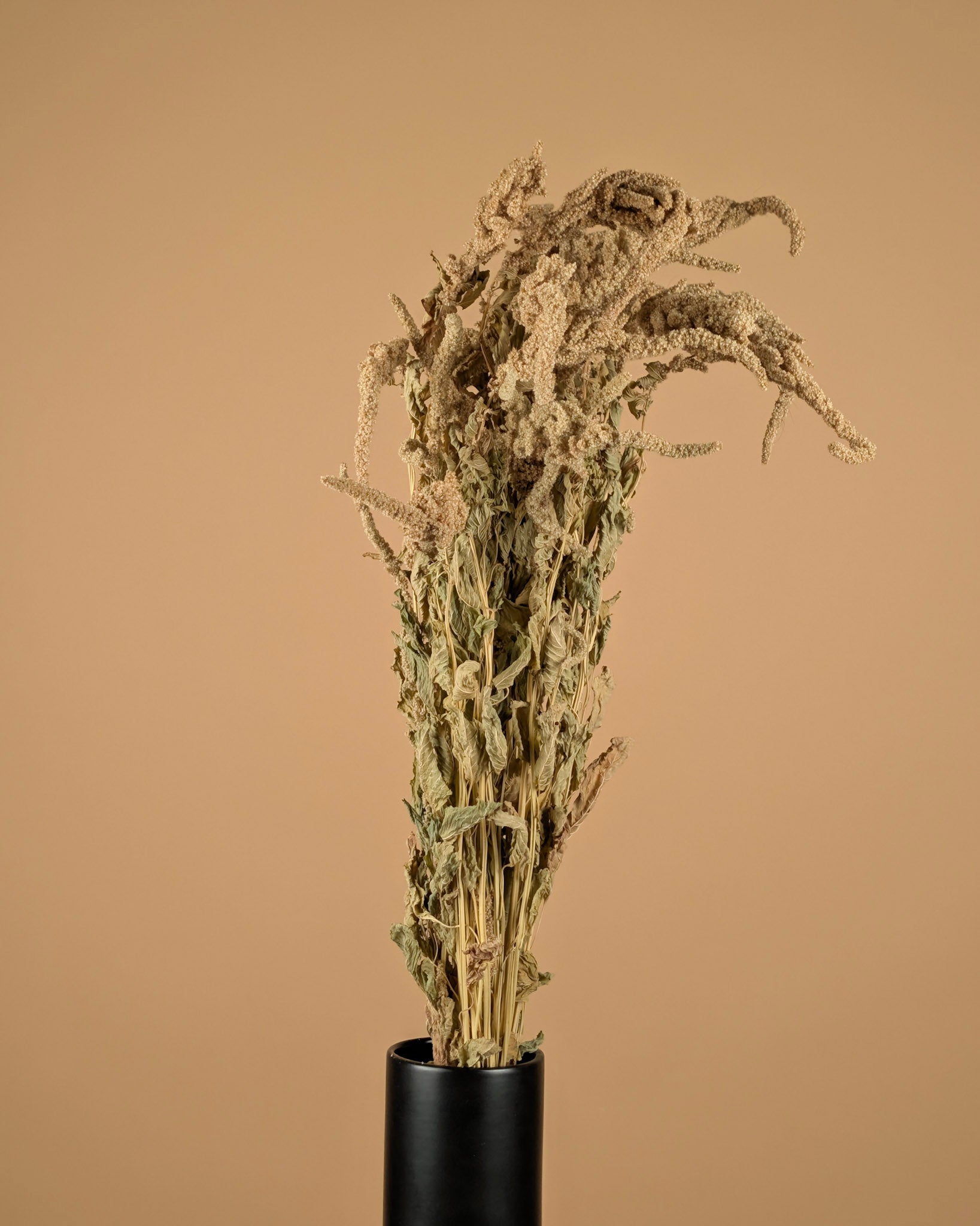 Getrockneter Amaranthus caudatus grün