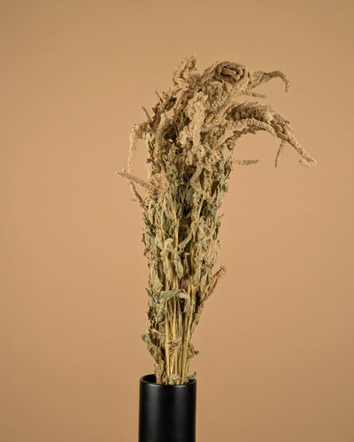 Getrockneter Amaranthus caudatus grün