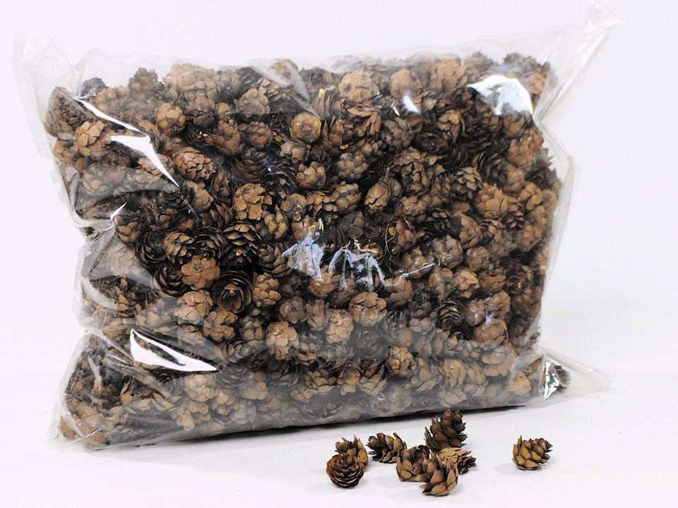 Mini -Kiefernkegel KG (Omerica)