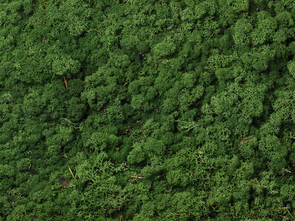 Reindeer Moss Moss Green par kg