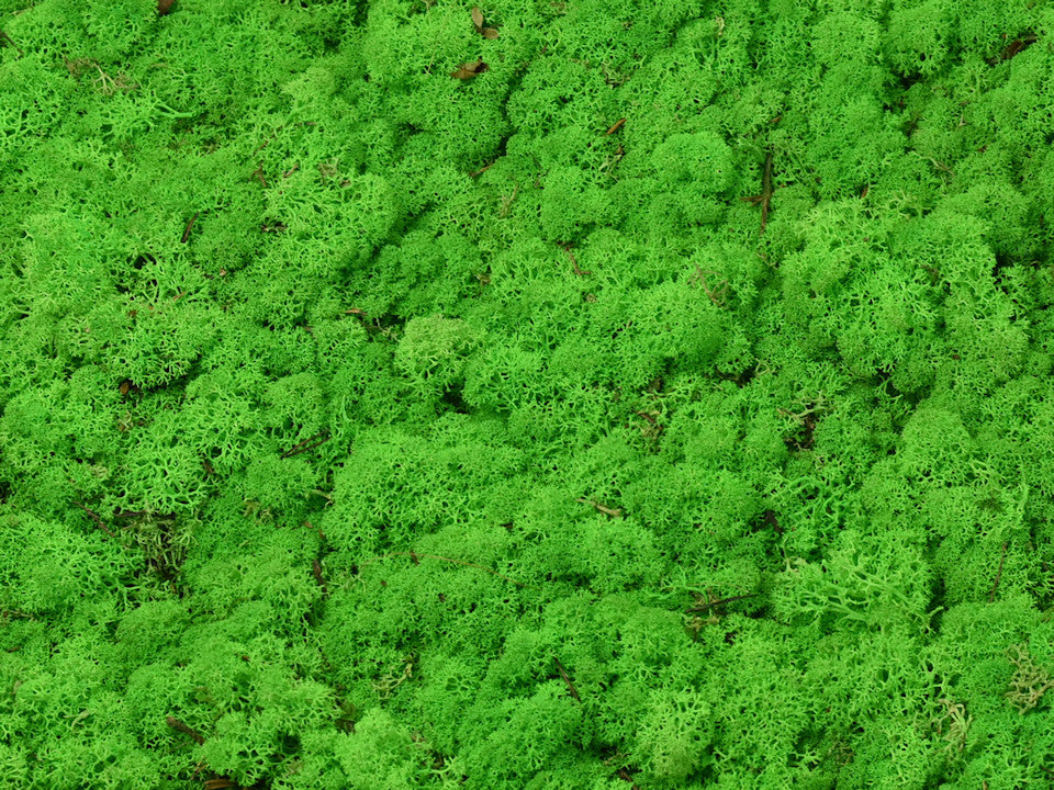 Rendiermos Lichtgroen per kg