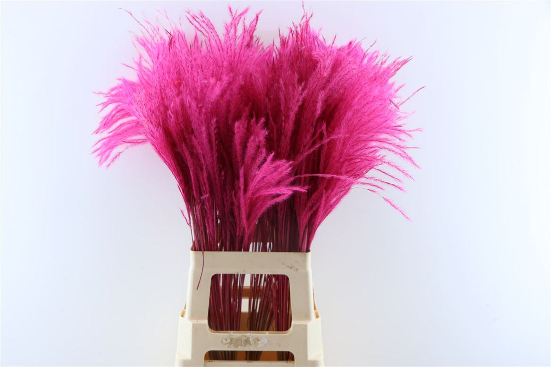 Getrocknete stipa feather cerise (pro Stück)