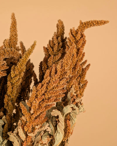 Gedroogde amaranthus – oranje