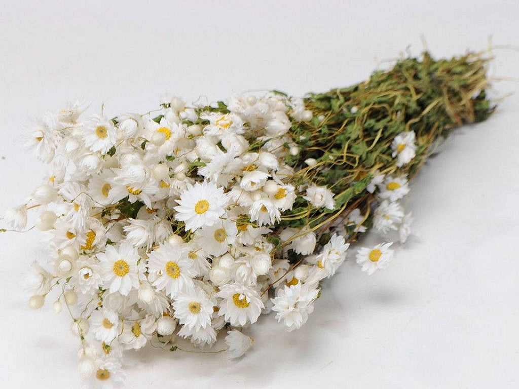 Rhodante White 40 cm