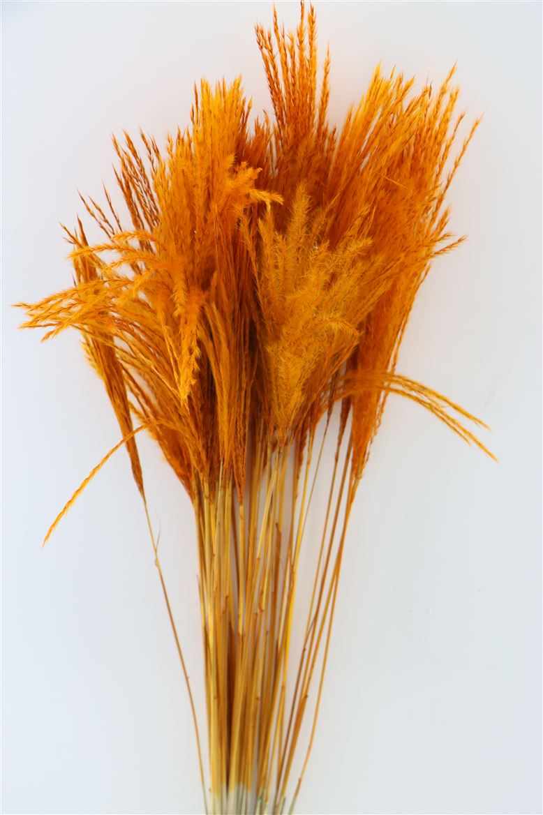 Orange de plumes stipa séchées (par pièce)