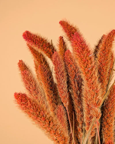 Dried Setaria Orange