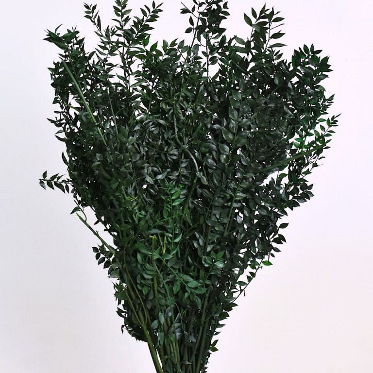 Ruscus Groen 90cm Kg