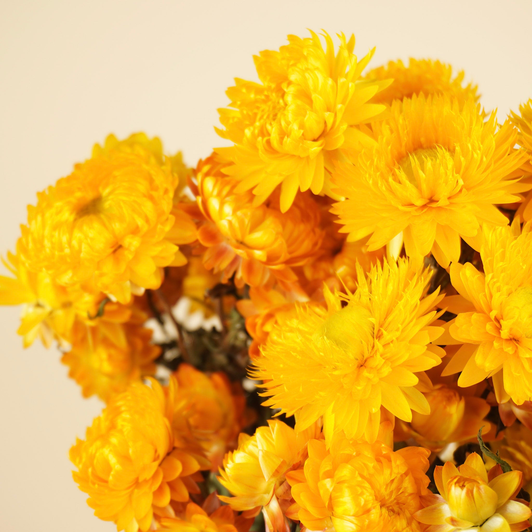 Helichrysum séché jaune