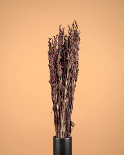 Dried oats (Avena) Brown painted