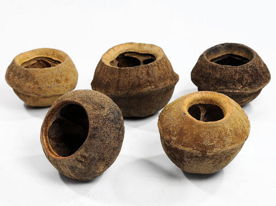 Sapucaia xl d17-18cm