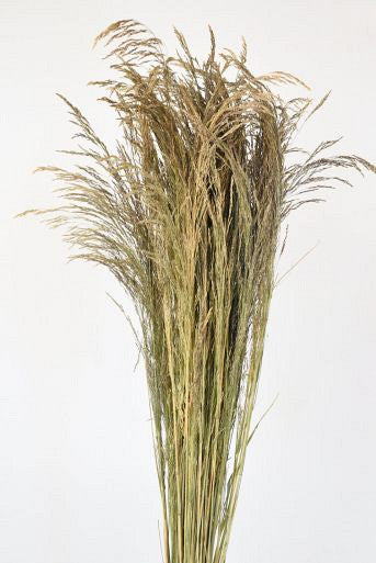 Silvergrass 110cm 200gr.