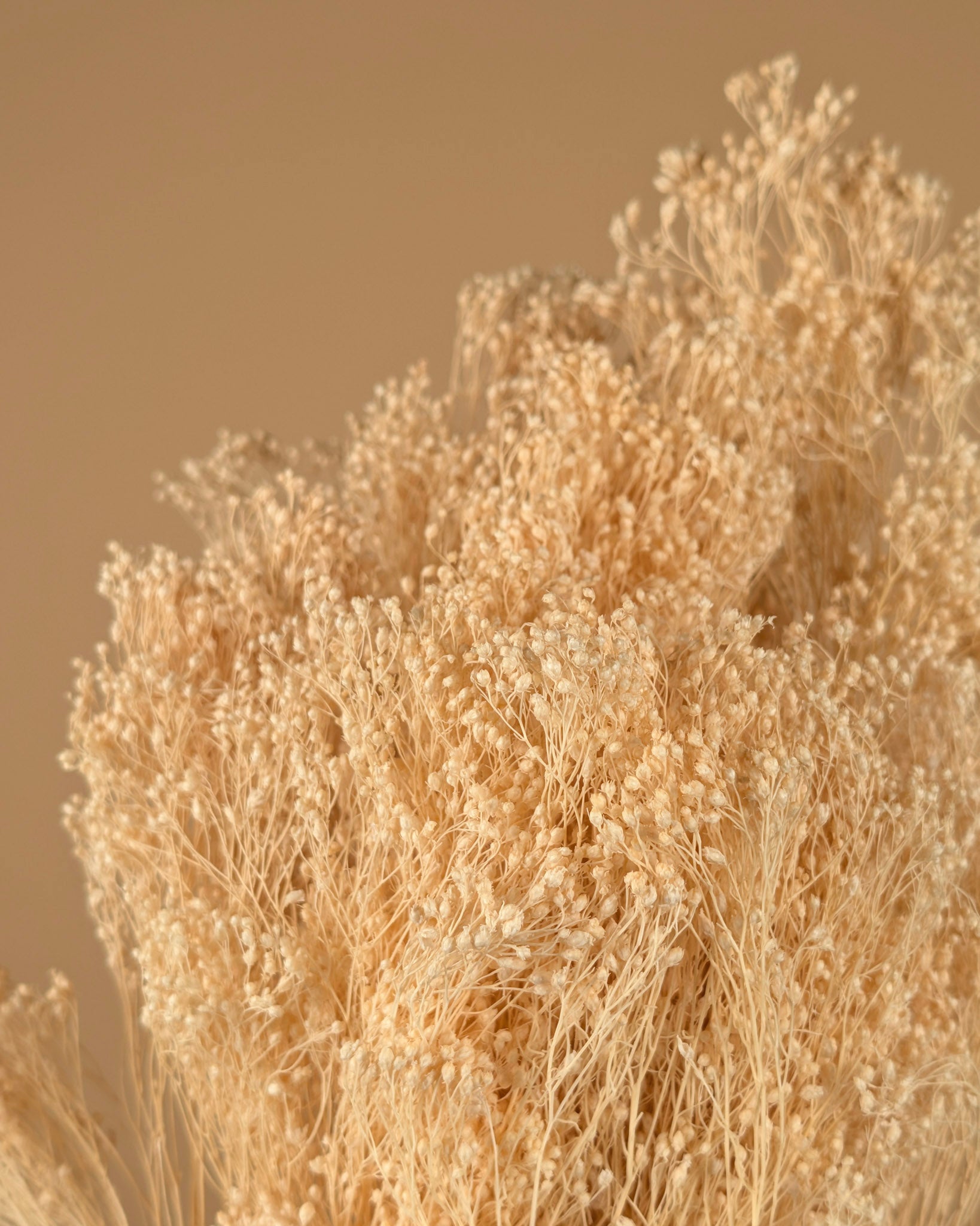 Dried broom bloom white bleached