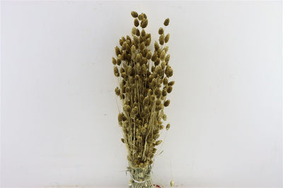 Phalararis séché doré