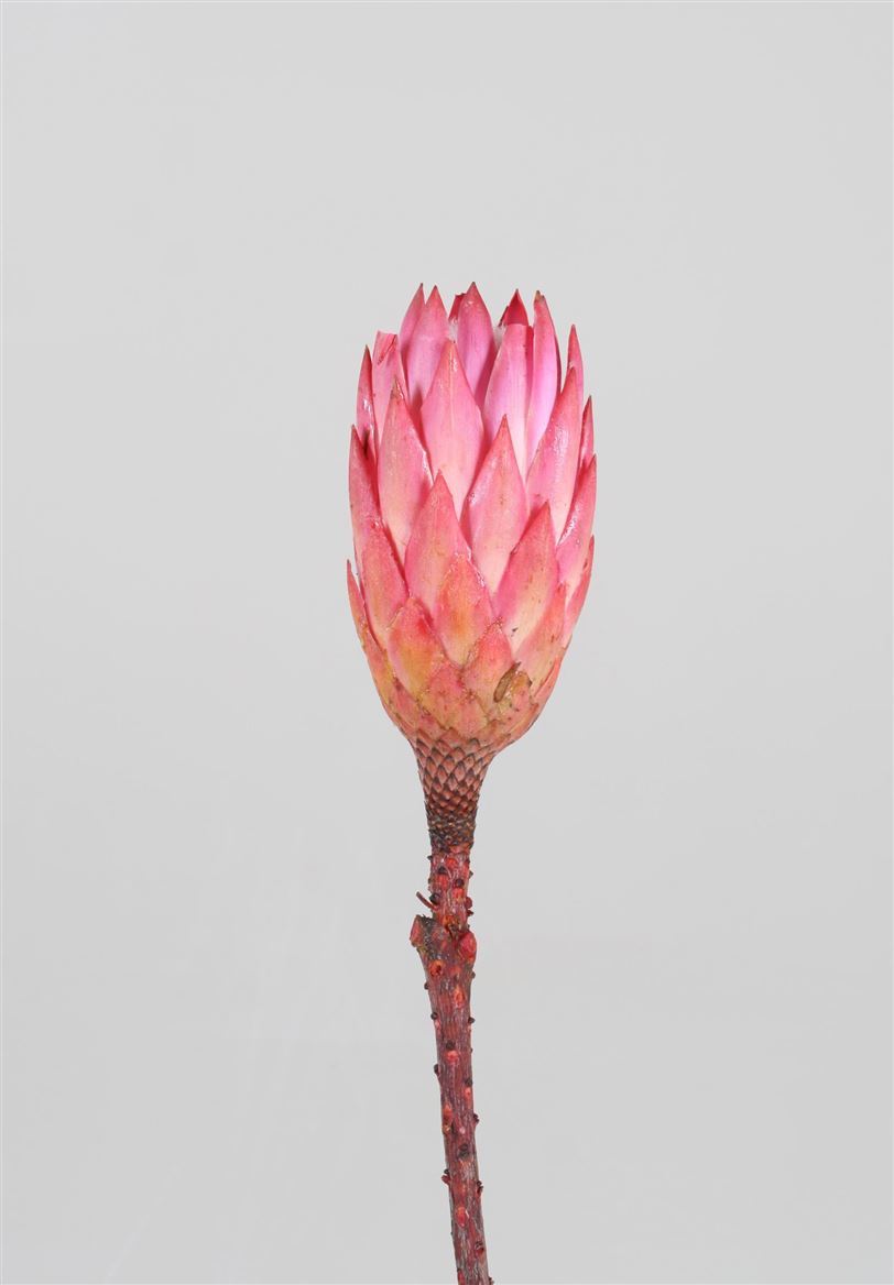 Protea Pink getrocknet (pro Stück)