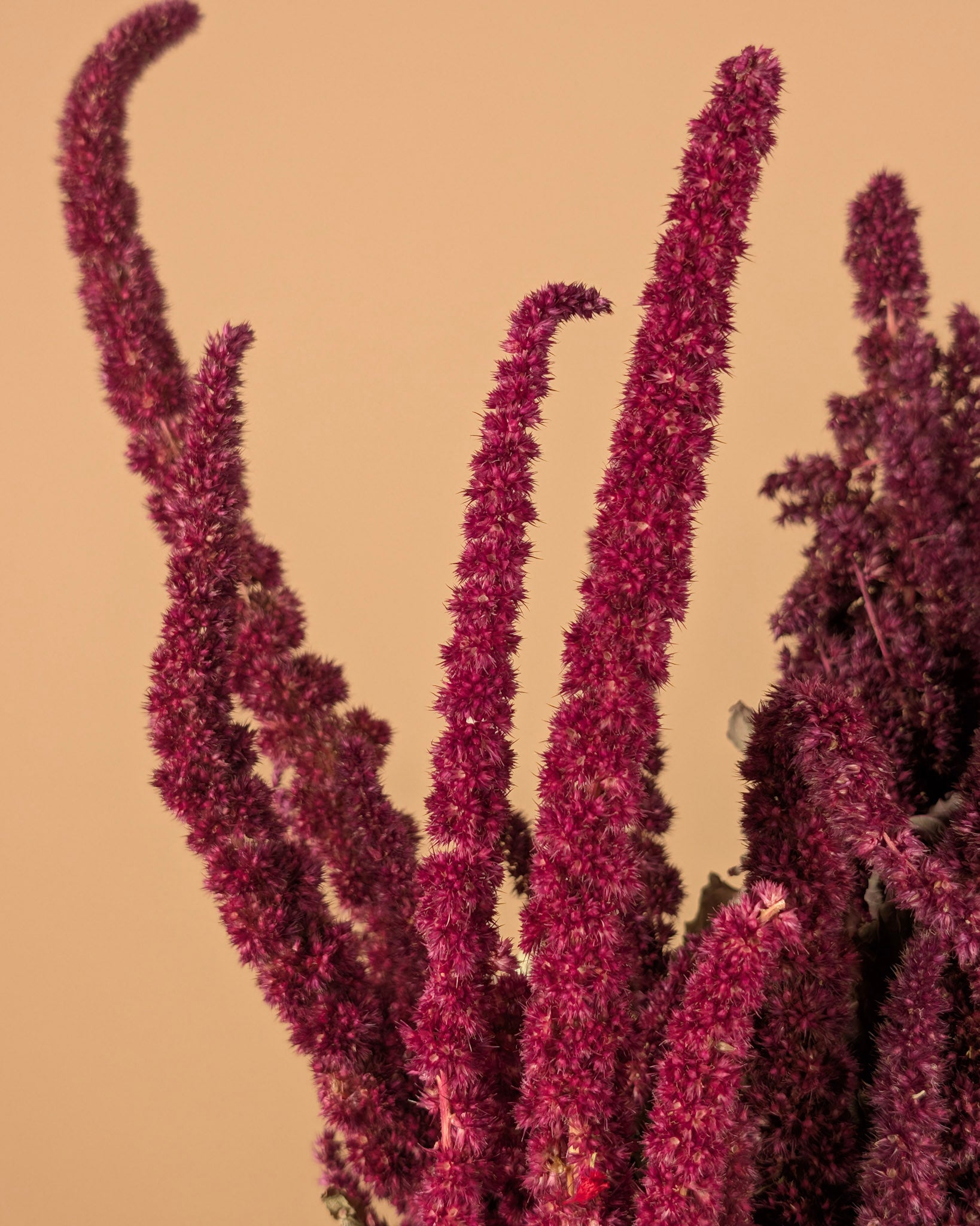Getrockneter Amaranthus rot