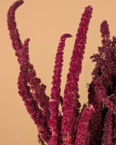 Amaranthus séché rouge