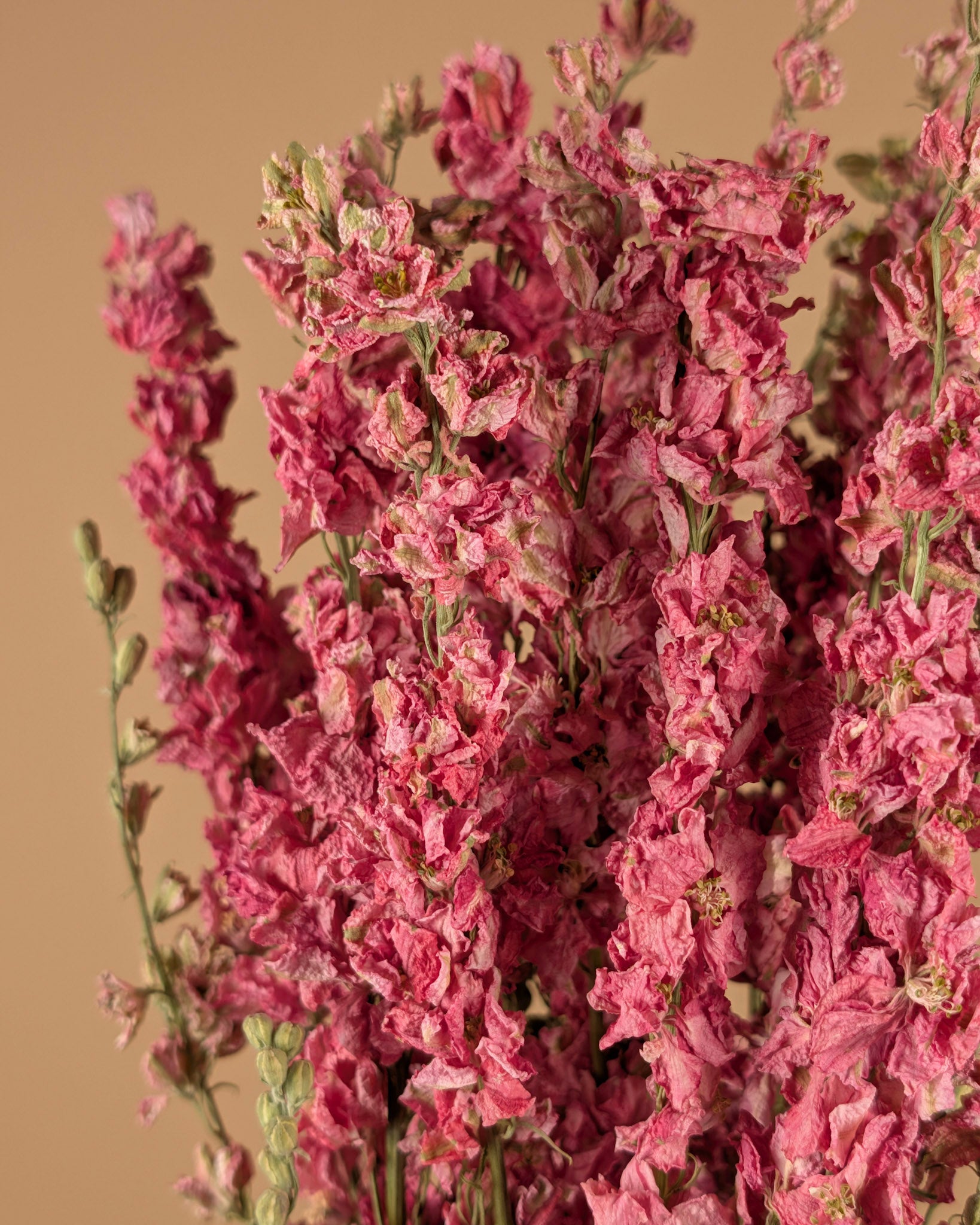 Getrocknetes Delphinium (Rätsel) Rosa