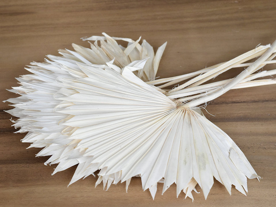 Sun Speer 40-50 cm blanchied