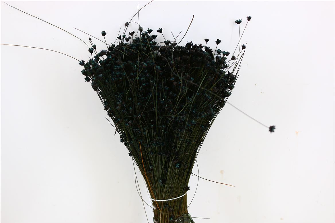 Glixia (fleur d'étoile) séché noir