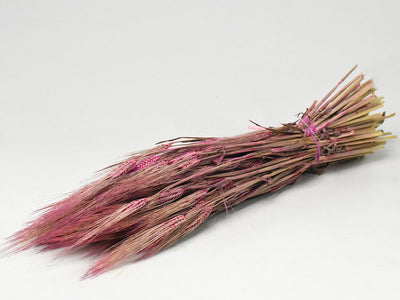 Barley pink 70cm