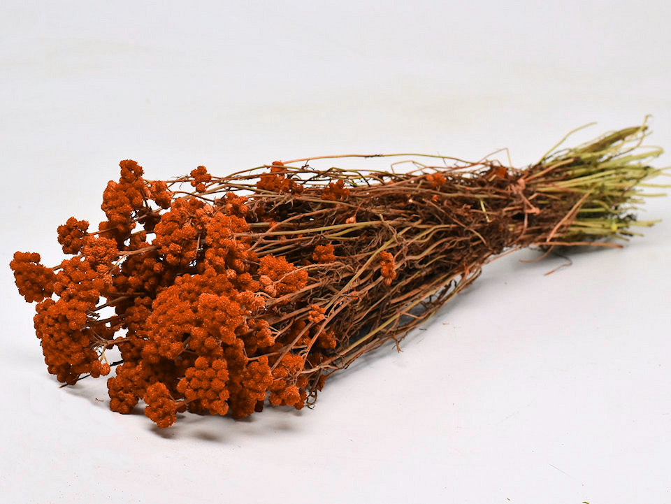 Séché lona oranje