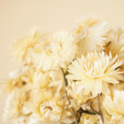 Helichrysum séché blanc