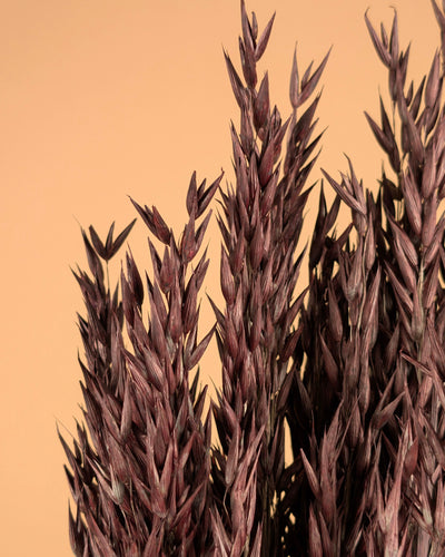 Dried oats (Avena) Brown painted