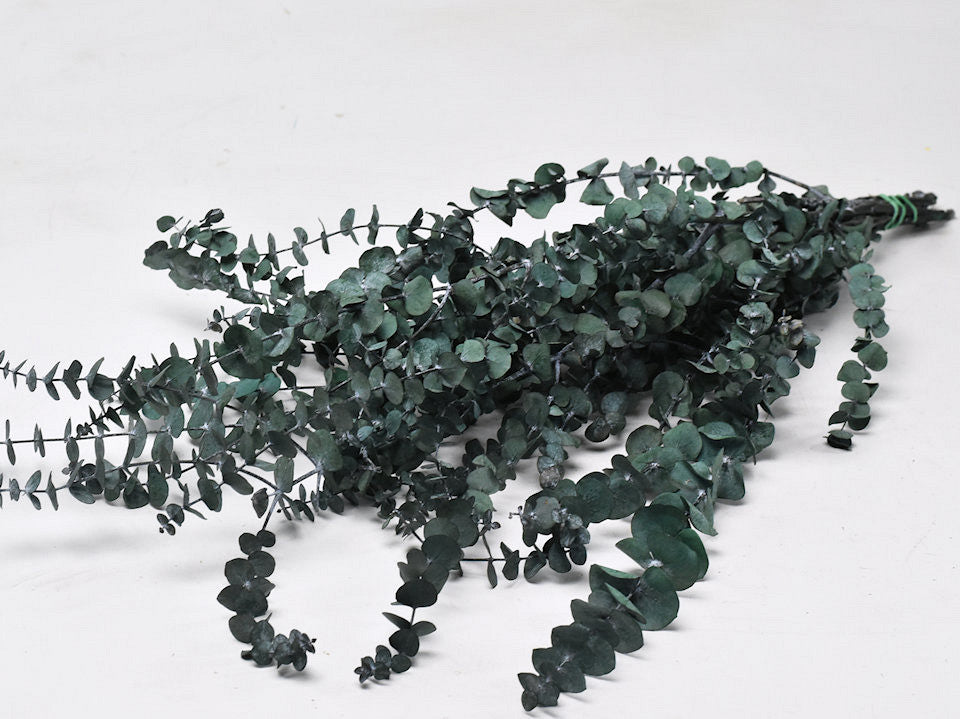 Eucalyptus Baby Blue Green 65cm
