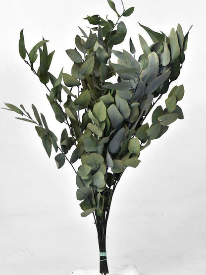 Eucalyptus Stuartiana Green 65cm