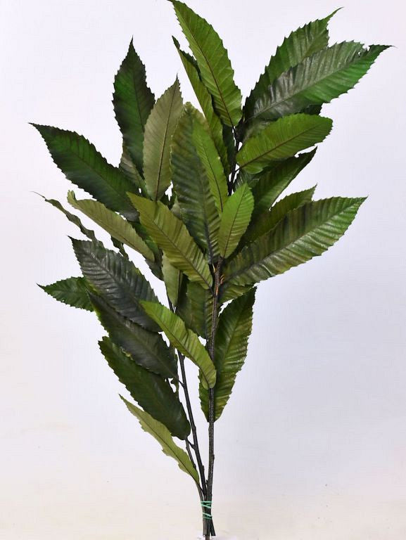 Châtaignier 150gr. 60 cm vert